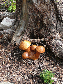 Vřesoviště